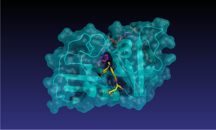 Molecular Binding Affinity Prediction